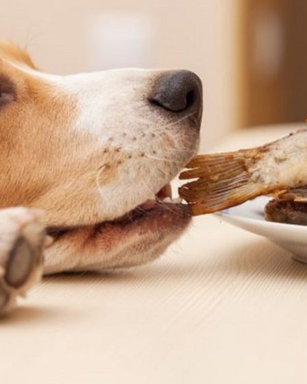 alimentos dañinos para perros